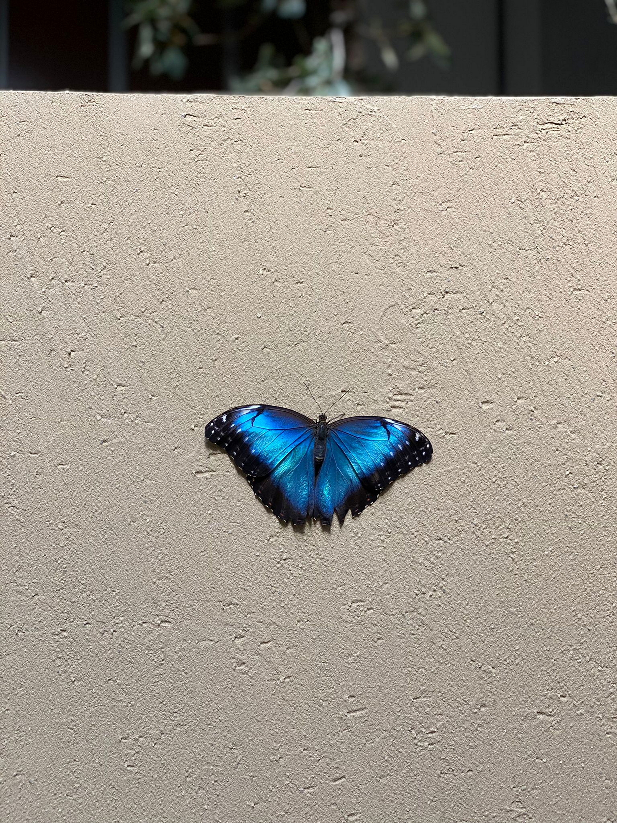 Matteo Brioni's coarse-grained clay finishing wall plaster MultiTerra Smooth for Mollura MOHD showroom in Milan. Project by Studio Pepe