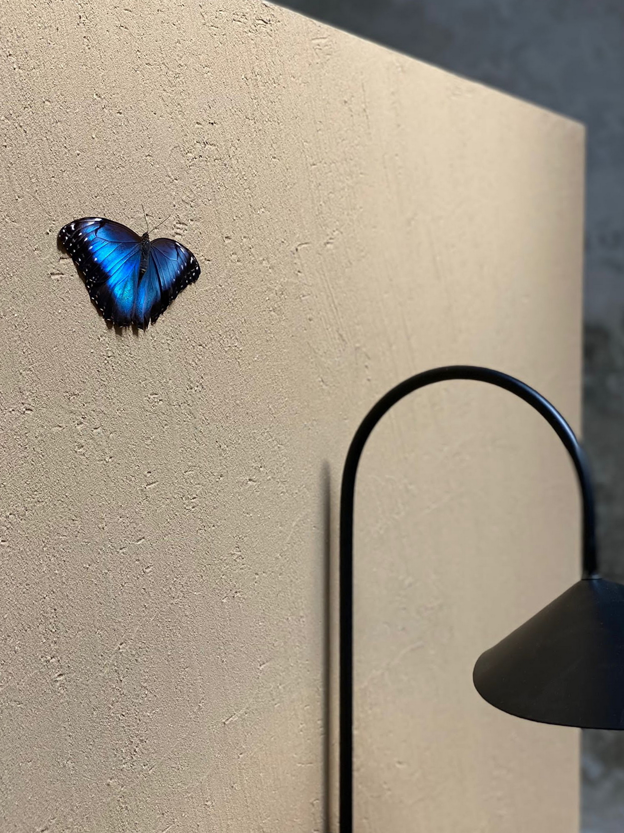 Matteo Brioni's coarse-grained clay finishing wall plaster MultiTerra Smooth for Mollura MOHD showroom in Milan. Project by Studio Pepe