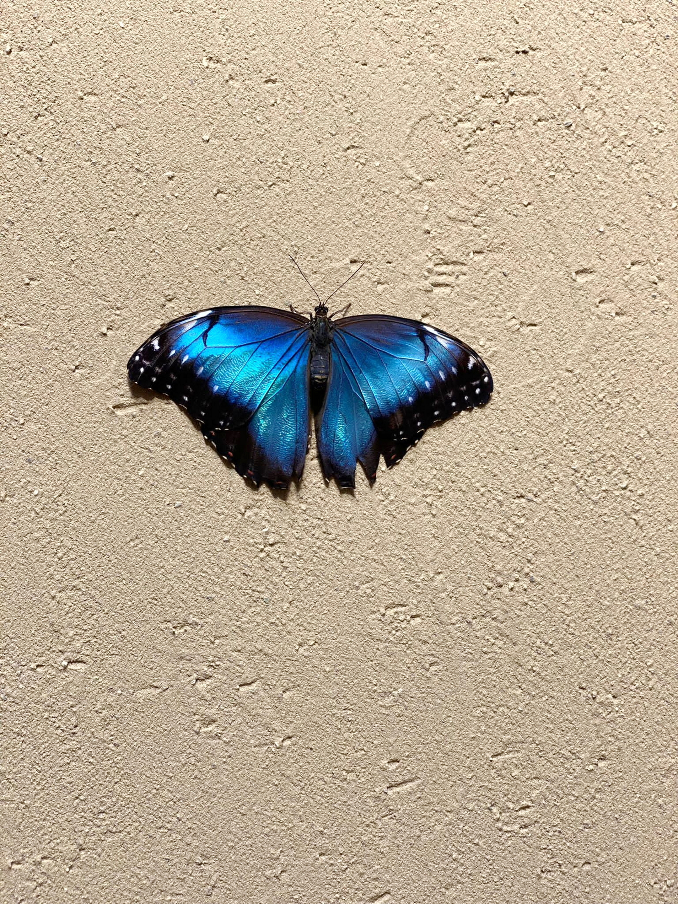 Matteo Brioni's coarse-grained clay finishing wall plaster MultiTerra Smooth for Mollura MOHD showroom in Milan. Project by Studio Pepe